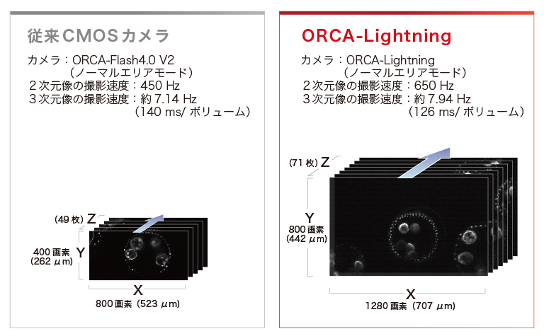 ORCA-Lightningの３Dイメージング比較